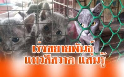 เร่งขยายพันธุ์แมวสีสวาดแสนรู้