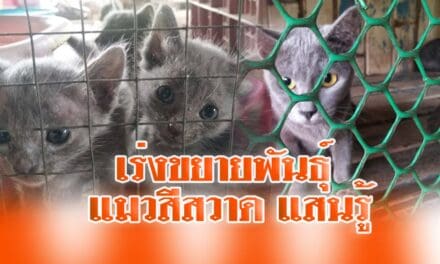 เร่งขยายพันธุ์แมวสีสวาดแสนรู้