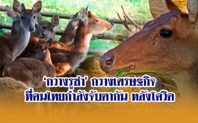 ‘กวางรูซ่า’ กวางเศรษฐกิจ ที่คนไทยกำลังจับตากัน หลังโควิด