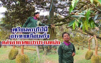 เกษตรกรคาดการณ์ทุเรียนครบุรีปีนี้ อาจหายไปเกือบครึ่ง หลังอากาศแปรปรวนหนัก