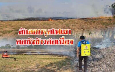 ชาวนาพิมาย เผาตอซังข้าวต่อเนื่อง ทำฝุ่นควัน สร้างมลพิษทางอากาศ PM 2.5 พุ่งสูง