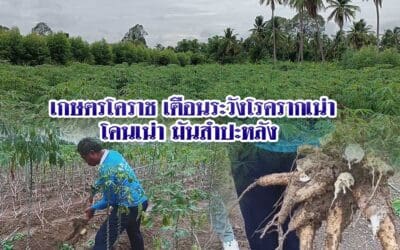 เกษตรโคราช เตือนระวังโรครากเน่าโคนเน่ามันสำปะหลัง 