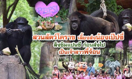 สวนสัตว์โคราชเตรียมส่งตัวเจ้าสาว น้องเป๊ปซี่ ลิงชิมแปนซี สุดสวย ให้กับพี่จ้อนลิงชิมแปนซีเจ้าบ่าว ดาวเด่นสวนสัตว์สงขลา