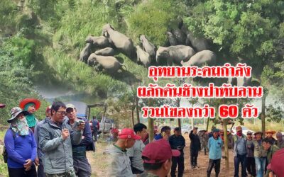 ระดมกำลังผลักดันช้างป่าทับลานรวมโขลงกว่า 60 ตัวบุกไร่ชาวบ้านครบุรี